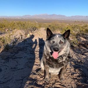 Meet your Posher, Amber